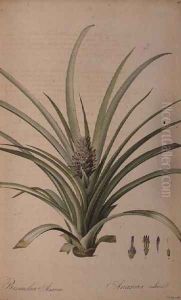 Bromelia Ananas, from Les Bromeliaceae