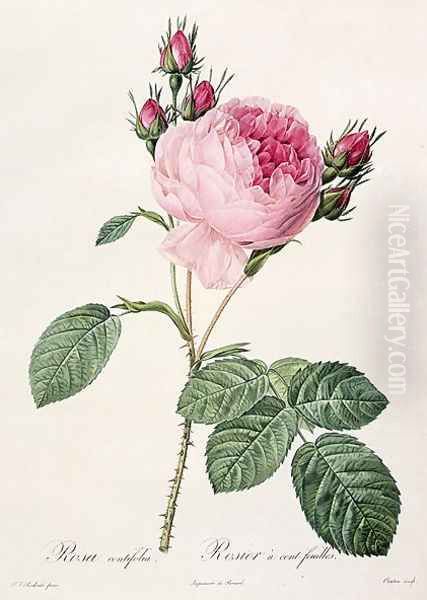 Rosa Centifolia, from Les Roses, engraved by Couten, published by Remond, 1817 - view 1