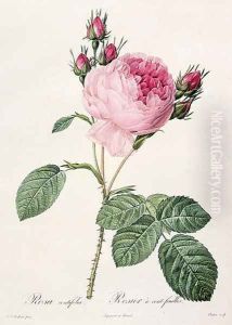 Rosa Centifolia, from Les Roses, engraved by Couten, published by Remond, 1817 by Pierre-Joseph Redoute