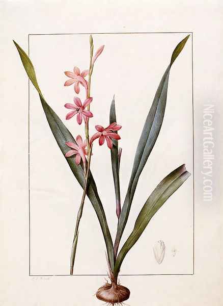 Gladiolus Merianus - view 1