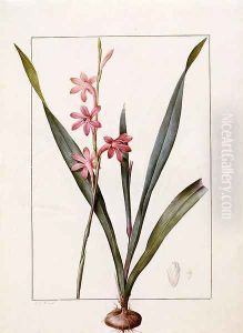 Gladiolus Merianus
