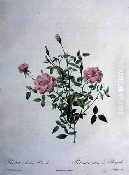 Rosa indica pumila dwarf Bengal rose, engraved by Chapuy, from Les Roses, 1817-24 - view 1