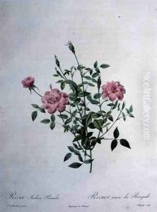 Rosa indica pumila dwarf Bengal rose, engraved by Chapuy, from Les Roses, 1817-24