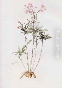 Alstroemeria Ligtu (or "Inca Lily") by Pierre-Joseph Redoute