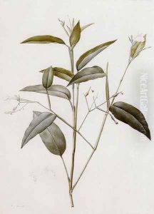 Maranta Arundinacea (or Arrowroot) by Pierre-Joseph Redoute