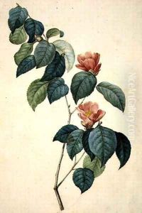 Camellia Japonica, 1793 by Pierre-Joseph Redoute