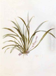 Sanseviera Carnea