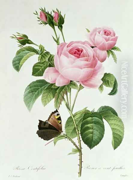 Rosa Centifolia - view 1