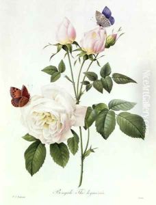 Rosa Bengale the Hymenes