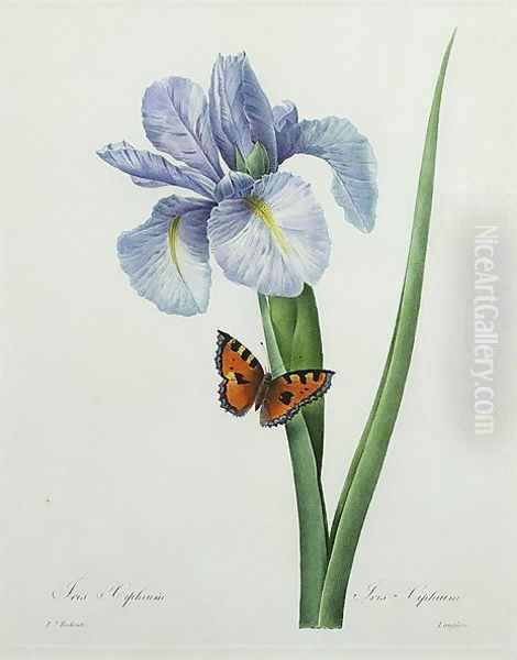 Iris xiphium, engraved by Langlois, from Choix des Plus Belles Fleurs, 1827 - view 1