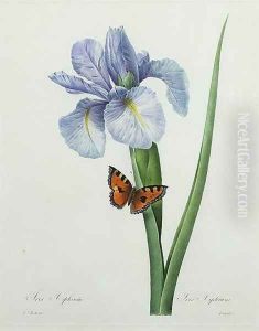 Iris xiphium, engraved by Langlois, from Choix des Plus Belles Fleurs, 1827 by Pierre-Joseph Redoute