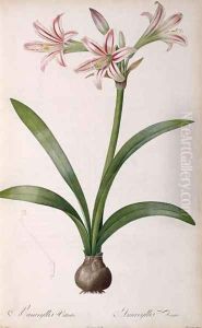 Amaryllis Vittata, from Les Liliacees Amaryllisees
