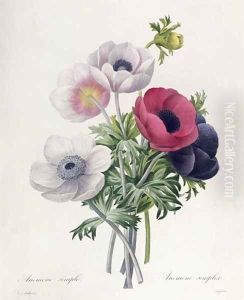 Anemone Simple, from Les Choix des Plus Belles Fleurs by Pierre-Joseph Redoute