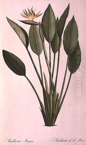 Strelitzia Reginae, from Les Strelitziaceae - view 1