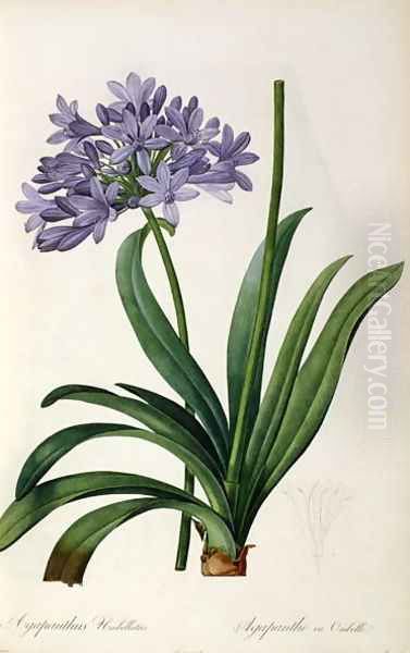 Agapanthus umbrellatus, from Les Liliacees - view 1