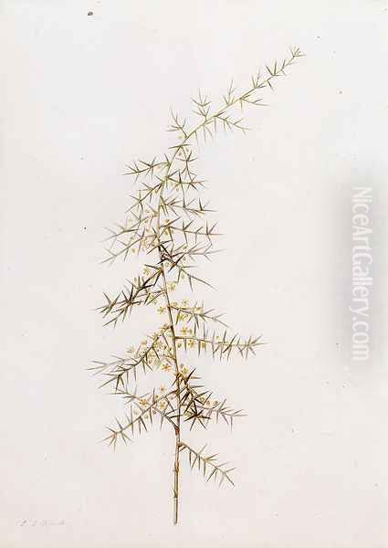 Asparagus Horridus - view 1
