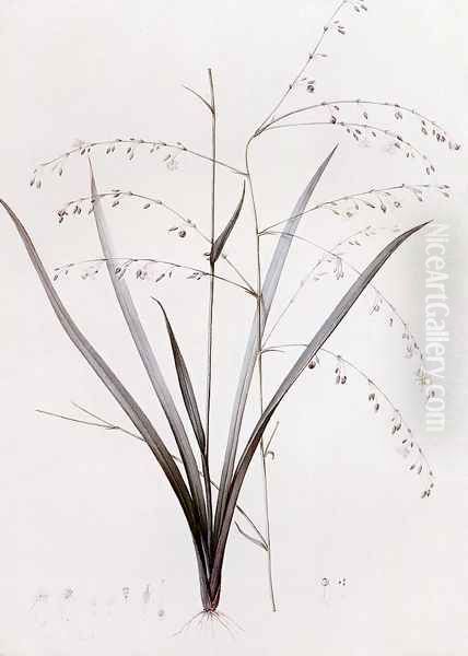 Anthericum Milleflorum - view 1