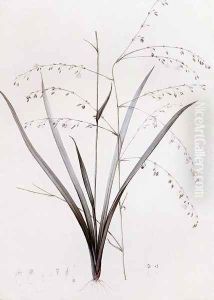 Anthericum Milleflorum by Pierre-Joseph Redoute