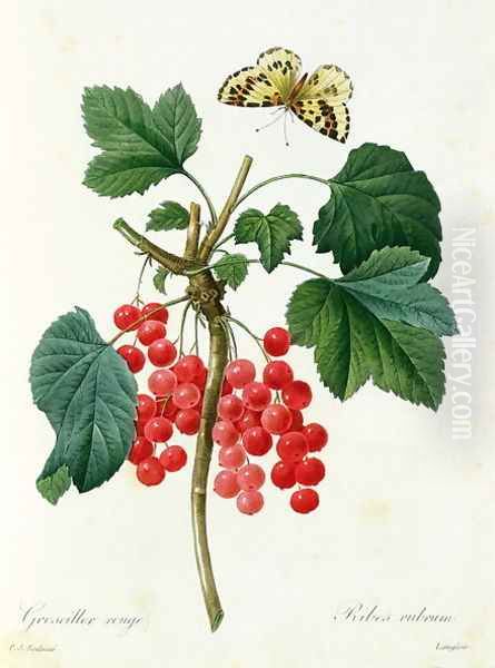 Currants Red, by Pierre Joseph Redoute 1759-1840 pub. by Langois - view 1