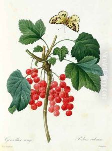 Currants Red, by Pierre Joseph Redoute 1759-1840 pub. by Langois by Pierre-Joseph Redoute