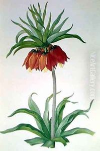 Crown Imperial I