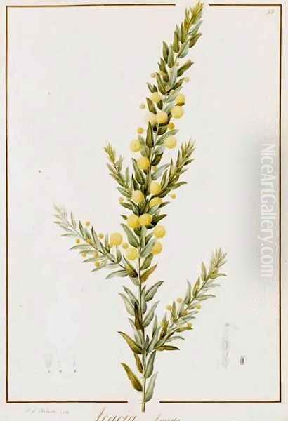 Acacia Armata - view 1