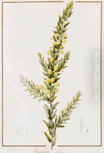 Acacia Armata by Pierre-Joseph Redoute