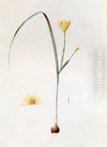 Sisyrinchium Collinum by Pierre-Joseph Redoute