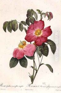 Rosa Gallica Rosea Flore Simplici by Pierre-Joseph Redoute