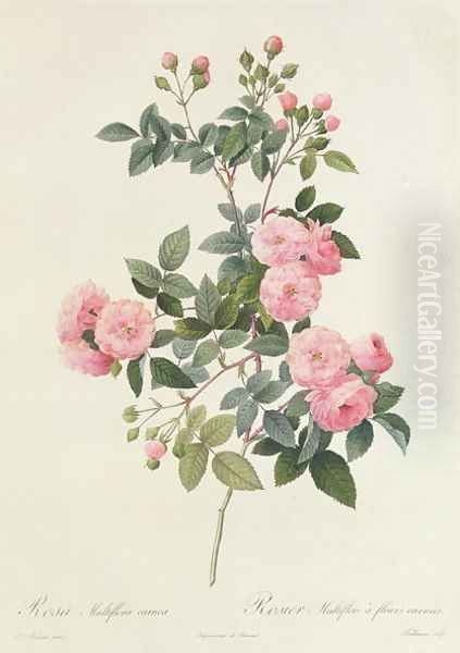 Rosa Multiflora Carnea - view 1