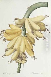 Banana, 1816 by Pierre-Joseph Redoute