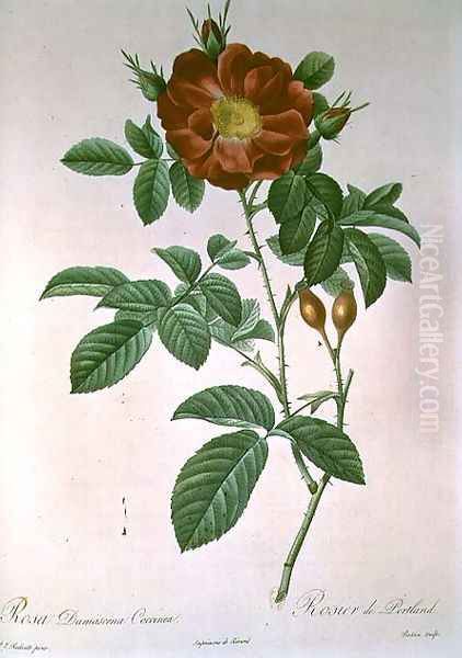 Portland Rose - view 1