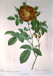 Portland Rose by Pierre-Joseph Redoute