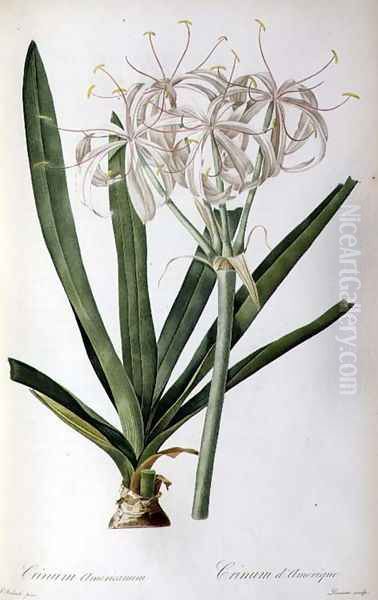 Crinum Americanum, from Les Liliacees - view 1