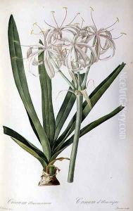Crinum Americanum, from Les Liliacees