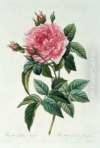 Rosa Gallica Regalis by Pierre-Joseph Redoute