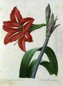 Amaryllis bresiliensis Brazilian amaryllis, engraved by Victor, from Choix des Plus Belles Fleur, c.1827-33 by Pierre-Joseph Redoute