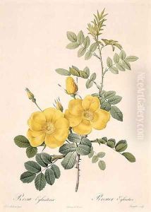 Rosa Eglanteria by Pierre-Joseph Redoute