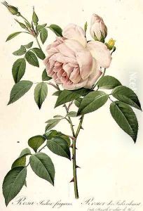 Rosa Indica Fragrans by Pierre-Joseph Redoute