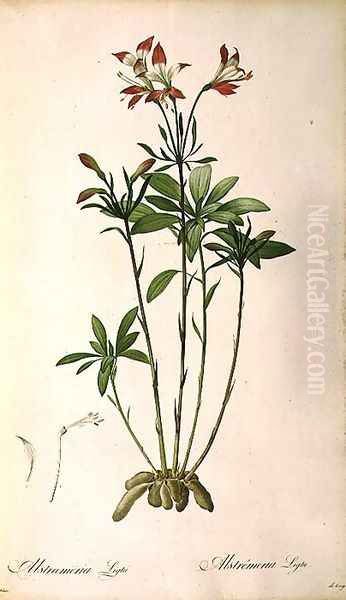 Alstraemeria Ligtu, from Les Liliacees - view 1