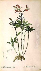 Alstraemeria Ligtu, from Les Liliacees