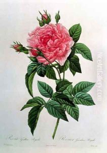 Rosa Gallica Regallis by Pierre-Joseph Redoute
