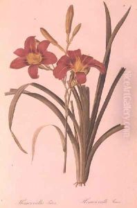 Hemerocallis fulva lily, from Les Liliacees, 1808-16