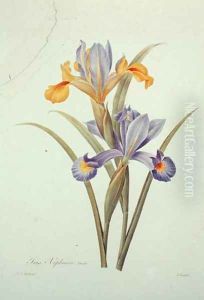 Iris by Pierre-Joseph Redoute