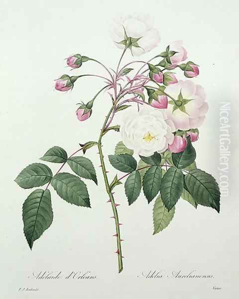 Adelia aurelianensis, engraved by Victor, from Choix des Plus Belles Fleurs, 1827 - view 1
