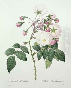Adelia aurelianensis, engraved by Victor, from Choix des Plus Belles Fleurs, 1827 by Pierre-Joseph Redoute