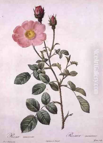 Rosa muscosa moss rose, engraved by Gouten, from Les Roses, 1817-24 - view 1