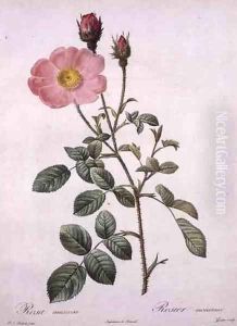 Rosa muscosa moss rose, engraved by Gouten, from Les Roses, 1817-24 by Pierre-Joseph Redoute