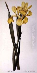 Iris Monnieri, from Les Liliacees, 1808