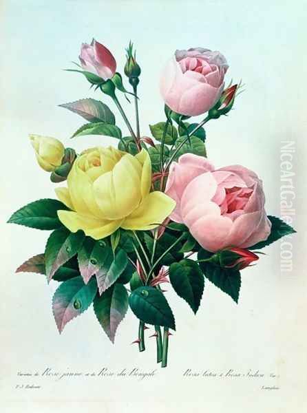 Rosa Lutea and Rosa Indica, from Les Choix des Plus Belles Fleurs, 1827 - view 1